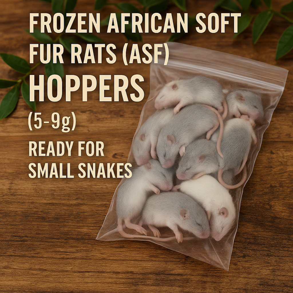 Frozen African Soft Fur Rats (ASF) – Hoppers (5–9g) | Perfect for Juvenile Reptiles (25 Pack)